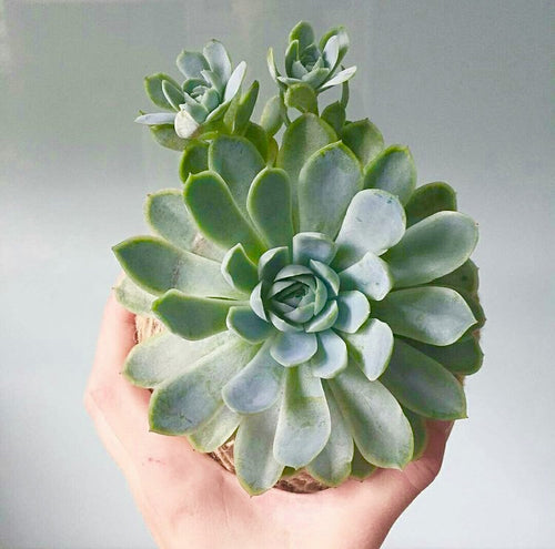 Succulent or Cactus Kokedama(Moss Ball)