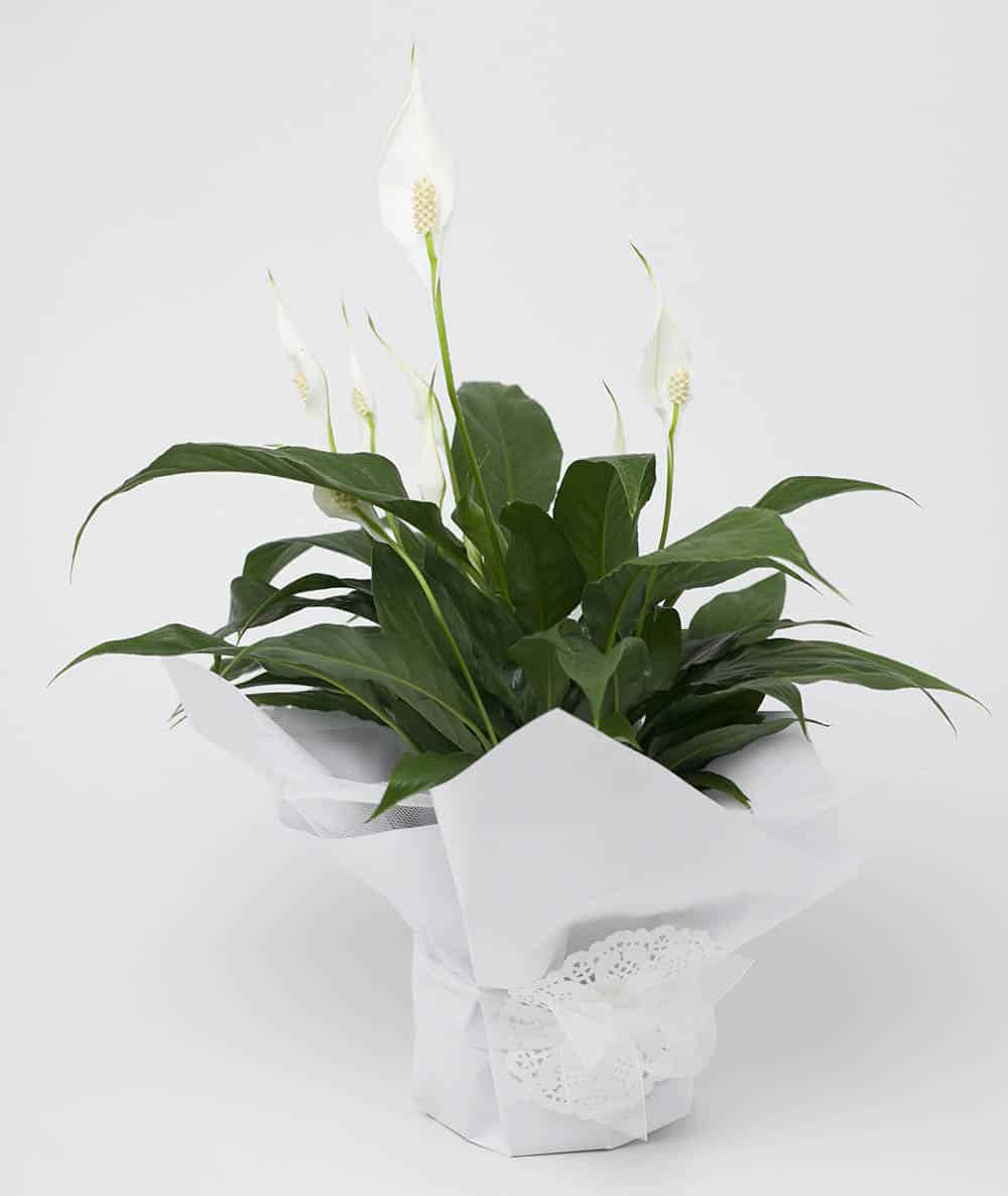peace lily nz Houseplant-Peace Lily – Fields Of Poppys
