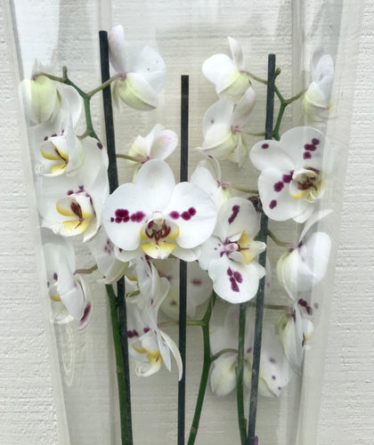 Houseplant-Large Phalaenopsis Orchid - Spotted