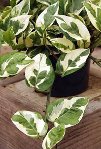 njoy pothos nz Houseplant-N'joy Pothos – Fields Of Poppys