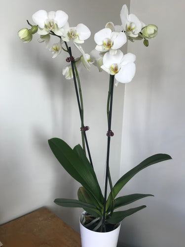 Houseplant-Large Phalaenopsis Orchid - White
